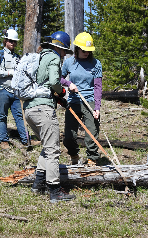 two women working with webbing to move a large fallen tree